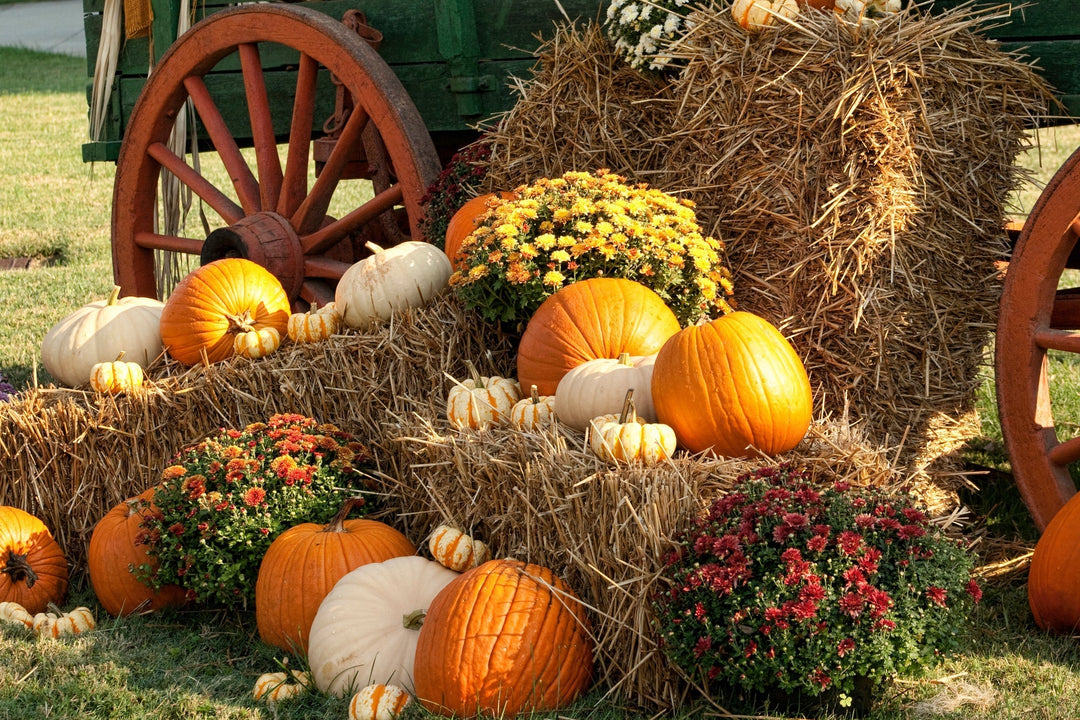 Autumn On The Farm