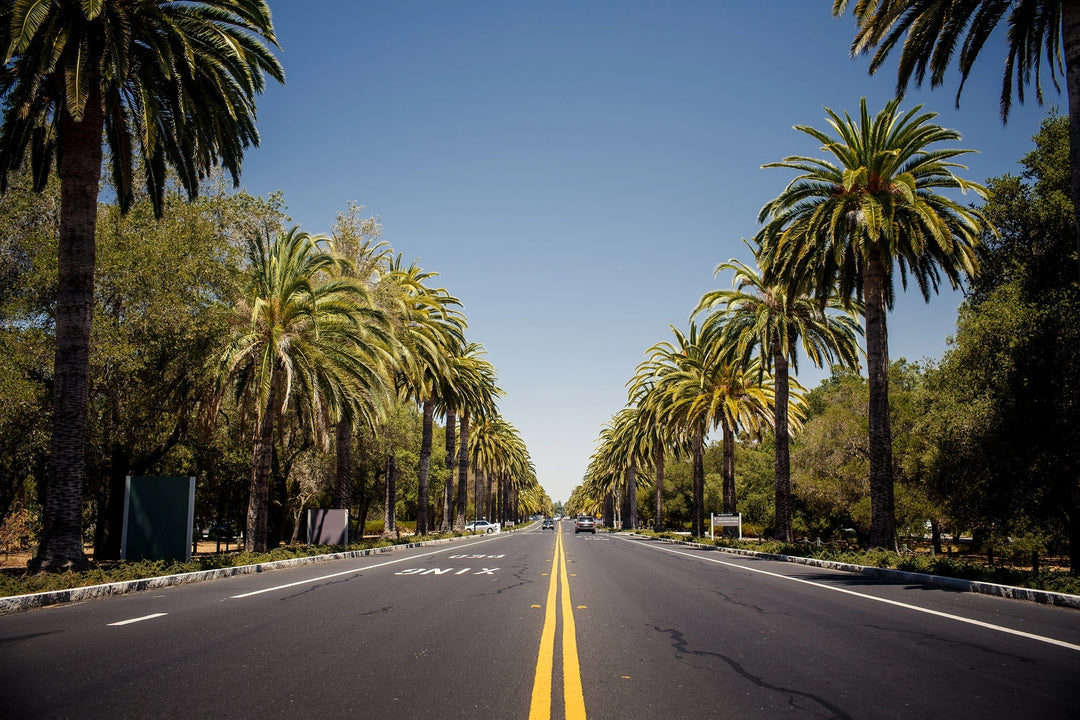 back road florida with palm trees