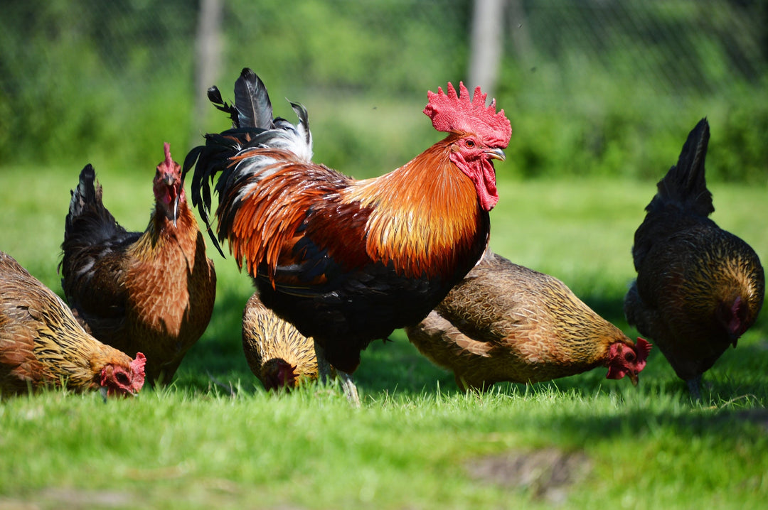 Secret Life of Chickens - flock of chickens with a rooster in a meadow