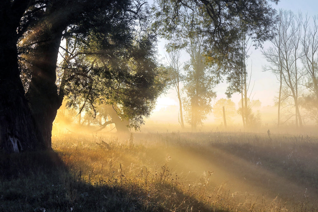 Finding Glimmers: Small Moments of Joy