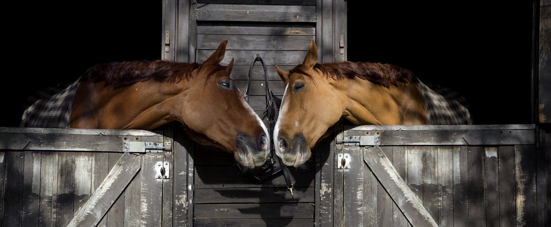 Neighborly horses - two horses in their stalls with their heads out and they're touching noses with each other.