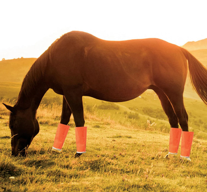 Shoofly leggins with horse wearing the orange ones